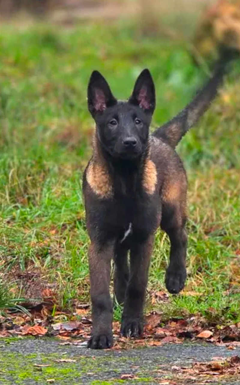 Neyven participe au concours pour gagner de l'argent avec cette photo : dog, puppy, black_dog, tan_markings, outdoor, grass, path, autumn, leaves, walking, animal, canine, nature, young_dog, alert, ears_up, fur, mammal, pet, daylight