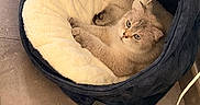 Rebelle a rejoint le concours — aidez-le/la à gagner de superbes lots ! animal, blue, cat, comfortable, cord, cozy, cream, curious, feline, floor, fur, home, indoor, lamp, pet_bed, plush, relaxed, resting, round, soft