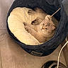 Rebelle a rejoint le concours — aidez-le/la à gagner de superbes lots ! cat, pet_bed, plush, floor, lamp, cord, indoor, relaxed, curious, feline, cozy, home, animal, fur, blue, cream, round, soft, comfortable, resting