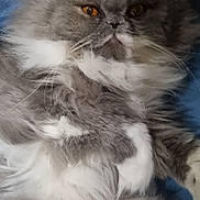 Mya a rejoint le concours — aidez-le/la à gagner de superbes lots ! cat, fluffy, grey, white, fur, pet, animal, indoor, relaxed, portrait, closeup, whiskers, ears, eyes, sitting, feline, cute, domestic, soft, resting