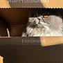 cat, cardboard_box, orange_eyes, fluffy, pet, sunlight, shadow, indoor, closeup, feline, domestic_animal, box, cute, animal_portrait, whiskers, soft_fur, mystery, cozy, striped, gray_fur