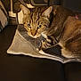 Inari participe au concours pour gagner de l'argent avec cette photo : alert, animal, blanket, cat, couch, cozy, curious, cute, domestic_animal, ears, feline, fur, home, indoor, living_room, patterned_pillow, pet, resting, tabby, whiskers