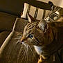 Inari participe au concours pour gagner de l'argent avec cette photo : animal, blanket, blue_eyes, cat, close_up, couch, cozy, curious, domestic, feline, fur, household, indoor, mammal, pet, pillow, striped, tabby, warm_lighting, whiskers