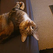 Inari a rejoint le concours — aidez-le/la à gagner de superbes lots ! animal, cat, closeup, cozy, curious, domestic_animal, ears, floor, fur, furniture_leg, indoor, looking_up, lying_down, mammal, pet, resting, tabby, upside_down, whiskers, wide_eyes