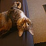 animal, cat, closeup, cozy, curious, domestic_animal, ears, floor, fur, furniture_leg, indoor, looking_up, lying_down, mammal, pet, resting, tabby, upside_down, whiskers, wide_eyes