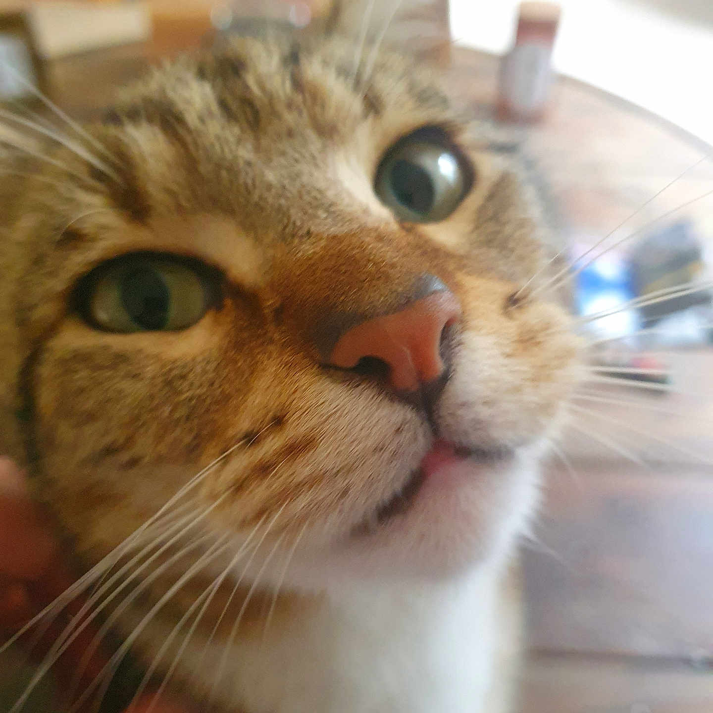 Inari a rejoint le concours — aidez-le/la à gagner de superbes lots ! animal, blurred_background, cat, close, close_up, curious, cute, domestic_cat, face, feline, fur, green_eyes, indoor, looking, nose, pet, playful, soft_light, tabby, whiskers