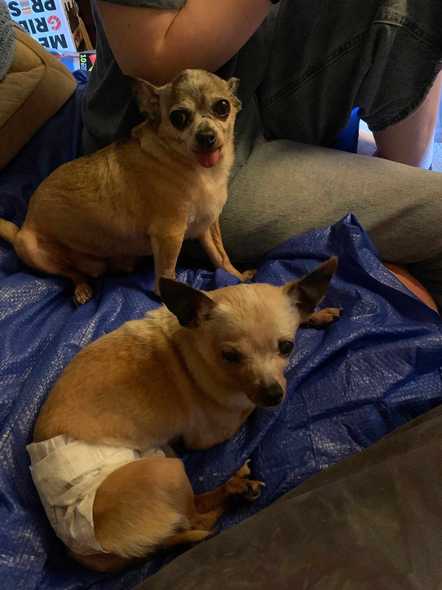 Mila And Bella joined the competition — help win amazing prizes! animal, blue_tarp, brown_dog, canine, casual, companion, cute, diaper, dog, friendship, fur, indoor, jeans, person, pet, relaxed, sitting, small_dog, tan_dog, tongue_out