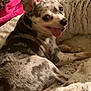 animal, bed, blanket, chihuahua, cozy, cute, dog, domestic, ears_up, fur, happy, indoor, lying_down, mammal, pet, resting, small_dog, smiling, spotted_coat, tongue_out