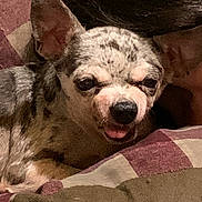 Chico is registered to the contest to win money with this photo: animal, blanket, close_up, companion, cozy, cute, dog, ears, fur, home, indoor, nose, pet, relaxed, resting, sleepy, small_dog, snout, speckled_coat, tongue