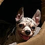 animal, canine, chihuahua, close_up, companion, cozy, cute, dog, ears, face, fur, happy, indoor, nose, pet_bed, resting, small_dog, smile, spot_pattern, tongue_out