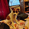 Jersey Girl is registered to the contest to win money with this photo: air_conditioner, bag, bed, blanket, brown_and_white, collar, cozy, curious, curtain, dog, domestic, footwear, furniture, giraffe, indoor, pet, puppy, sitting, slippers, window