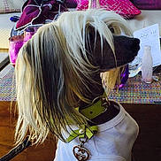 Galliano participe au concours pour gagner de l'argent avec cette photo :