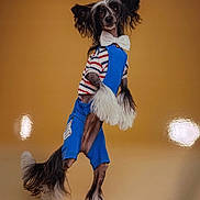 Vuitton participe au concours pour gagner de l'argent avec cette photo : dog, pet, clothing, overalls, bow_tie, striped_shirt, fur, standing, beige_background, portrait, costume, cute, playful, animal, fashion, studio, fluffy_tail, long_ears, groomed, canine