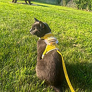 Grey is registered to the contest to win money with this photo: cat, black_cat, grass, outdoor, sunlight, yellow_harness, pet_accessory, animal, nature, daylight, feline, leash, picnic_table, greenery, tree, fence, playful, sitting, pet, sunny