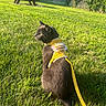 cat, black_cat, grass, outdoor, sunlight, yellow_harness, pet_accessory, animal, nature, daylight, feline, leash, picnic_table, greenery, tree, fence, playful, sitting, pet, sunny