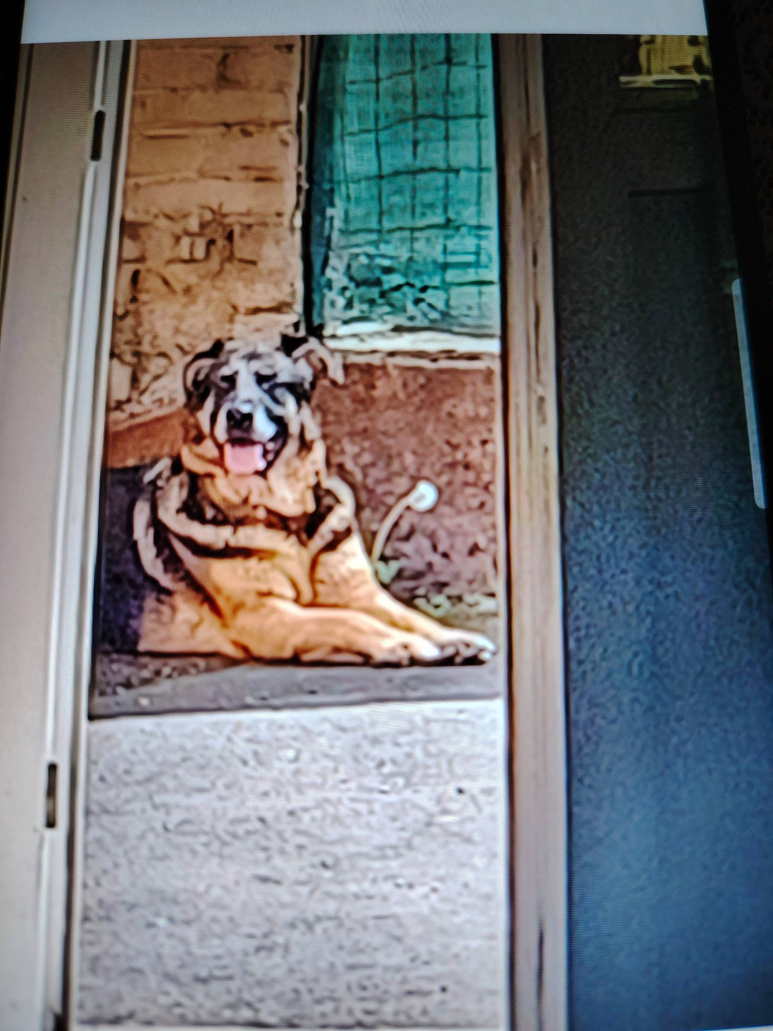 Tania participe au concours pour gagner de l'argent avec cette photo : art, bengal_tiger, big_cats, carnivore, companion_dog, dog, dog_breed, door, facade, fawn, felidae, glass, home_door, rectangle, snout, sporting_group, tints_and_shades, visual_arts, window, wood