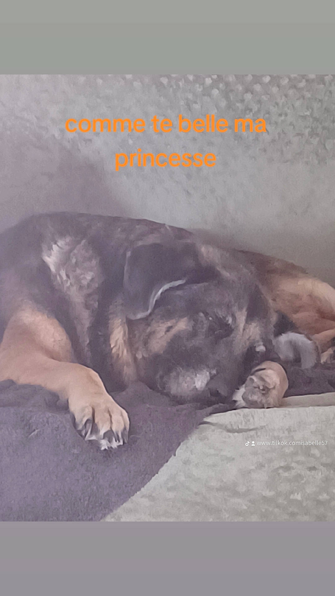 Tania participe au concours pour gagner de l'argent avec cette photo : art, canidae, carnivore, comfort, companion_dog, dog, dog_breed, font, fur, happy, internet_meme, liver, metal, nap, paw, photo_caption, snout, sporting_group, square, working_animal