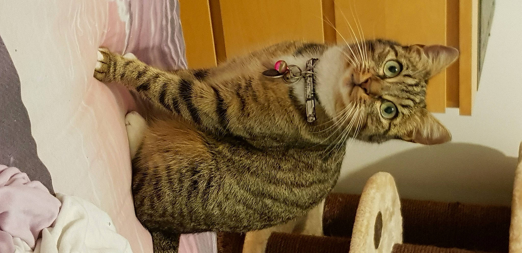 Minie a rejoint le concours — aidez-le/la à gagner de superbes lots ! american_shorthair, asian, australian_mist, california_spangled, carnivore, cat, domestic_short_haired_cat, dragon_li, egyptian_mau, european_shorthair, felidae, fur, kitten, mammal, ocicat, pixie_bob, small_to_medium_sized_cats, tabby_cat, toyger, whiskers