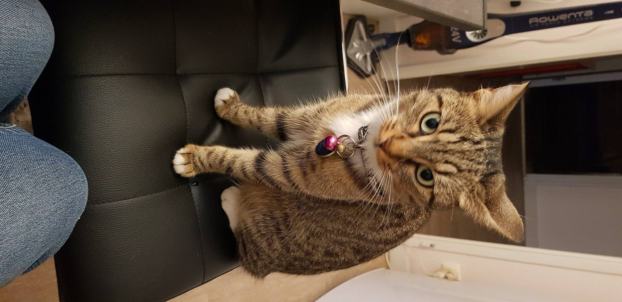 Minie participe au concours pour gagner de l'argent avec cette photo : american_shorthair, asian, california_spangled, carnivore, cat, claw, domestic_short_haired_cat, dragon_li, egyptian_mau, european_shorthair, felidae, fur, kitten, mammal, ocicat, paw, pixie_bob, small_to_medium_sized_cats, tabby_cat, whiskers