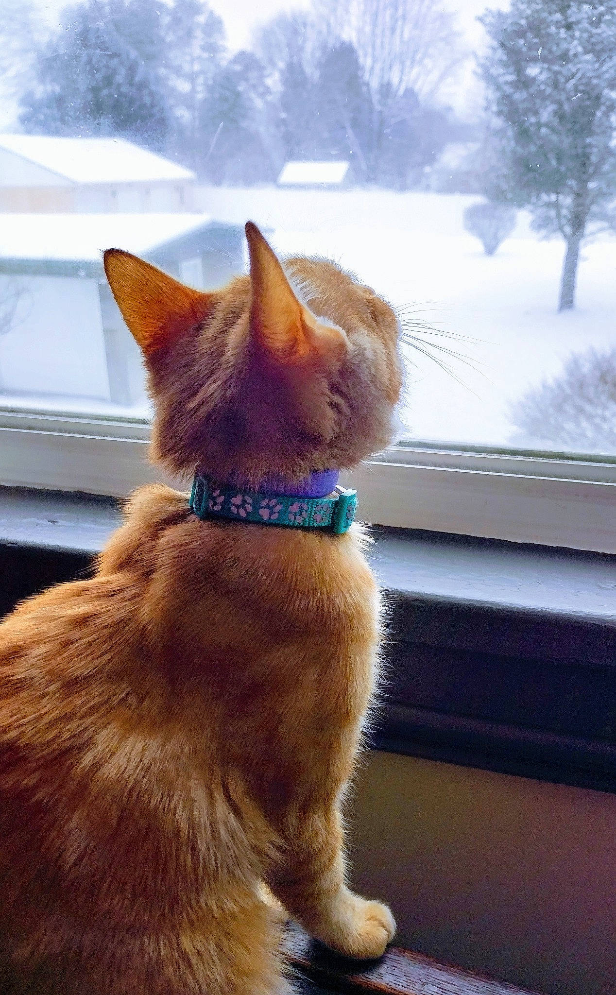 Butters joined the competition — help win amazing prizes! canidae, carnivore, cat, claw, collar, companion_dog, dog_breed, fawn, felidae, fur, liver, small_to_medium_sized_cats, snout, snow, sporting_group, tail, terrestrial_animal, tree, whiskers, window