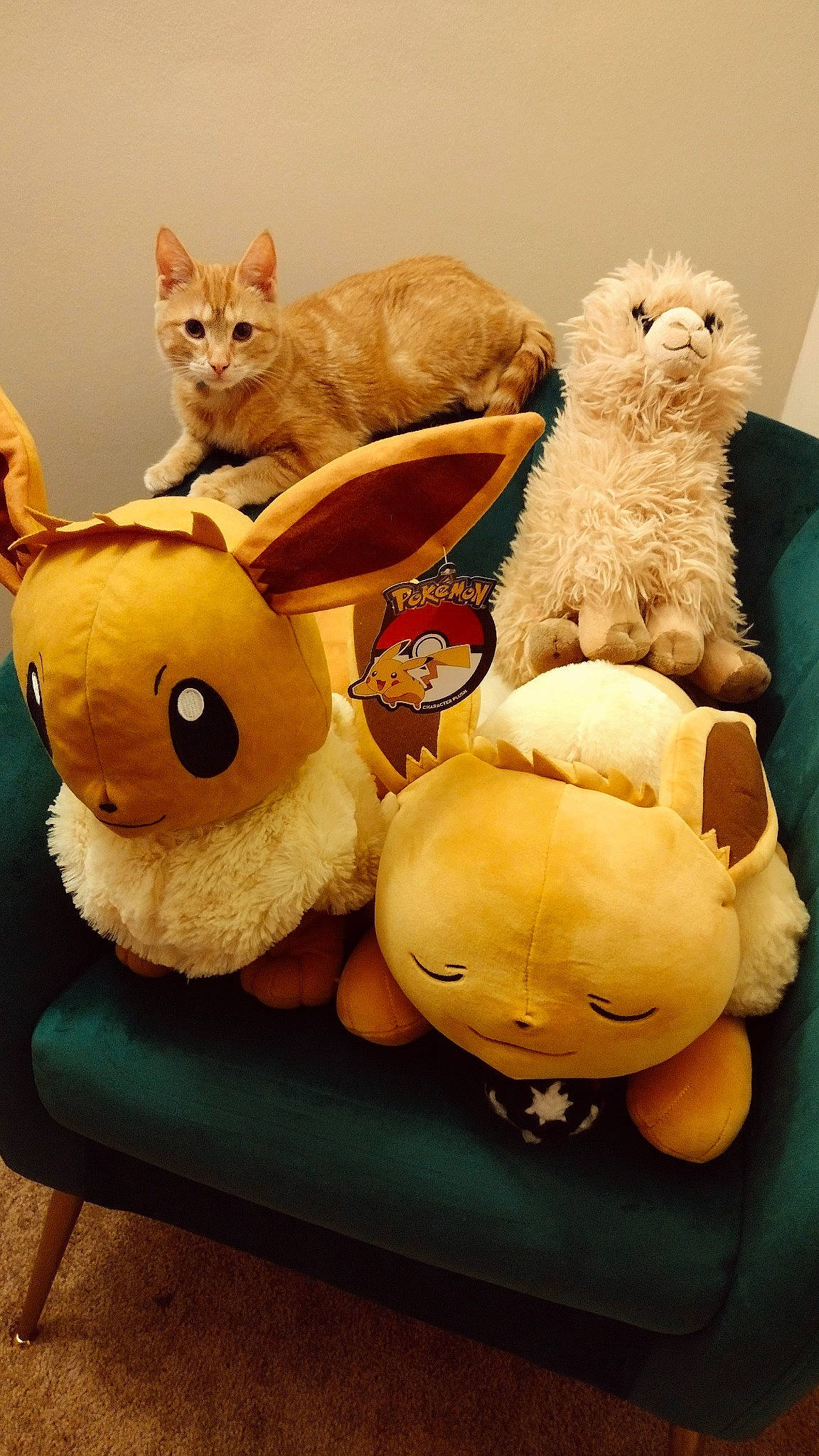 Butters is registered to the contest to win money with this photo: animal_figure, art, baby_toys, carnivore, cat, fawn, felidae, fur, paw, plush, room, shelf, small_to_medium_sized_cats, stuffed_toy, tail, teddy_bear, textile, toy, whiskers, wood
