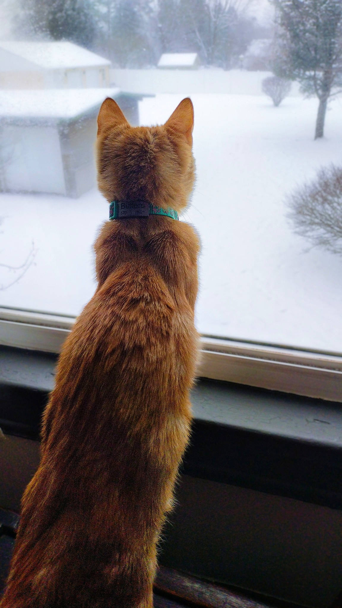 Butters is registered to the contest to win money with this photo: canidae, carnivore, cat, claw, collar, computer_keyboard, domestic_short_haired_cat, fawn, felidae, fur, plant, small_to_medium_sized_cats, snout, tail, tints_and_shades, tree, whiskers, window, winter, wood