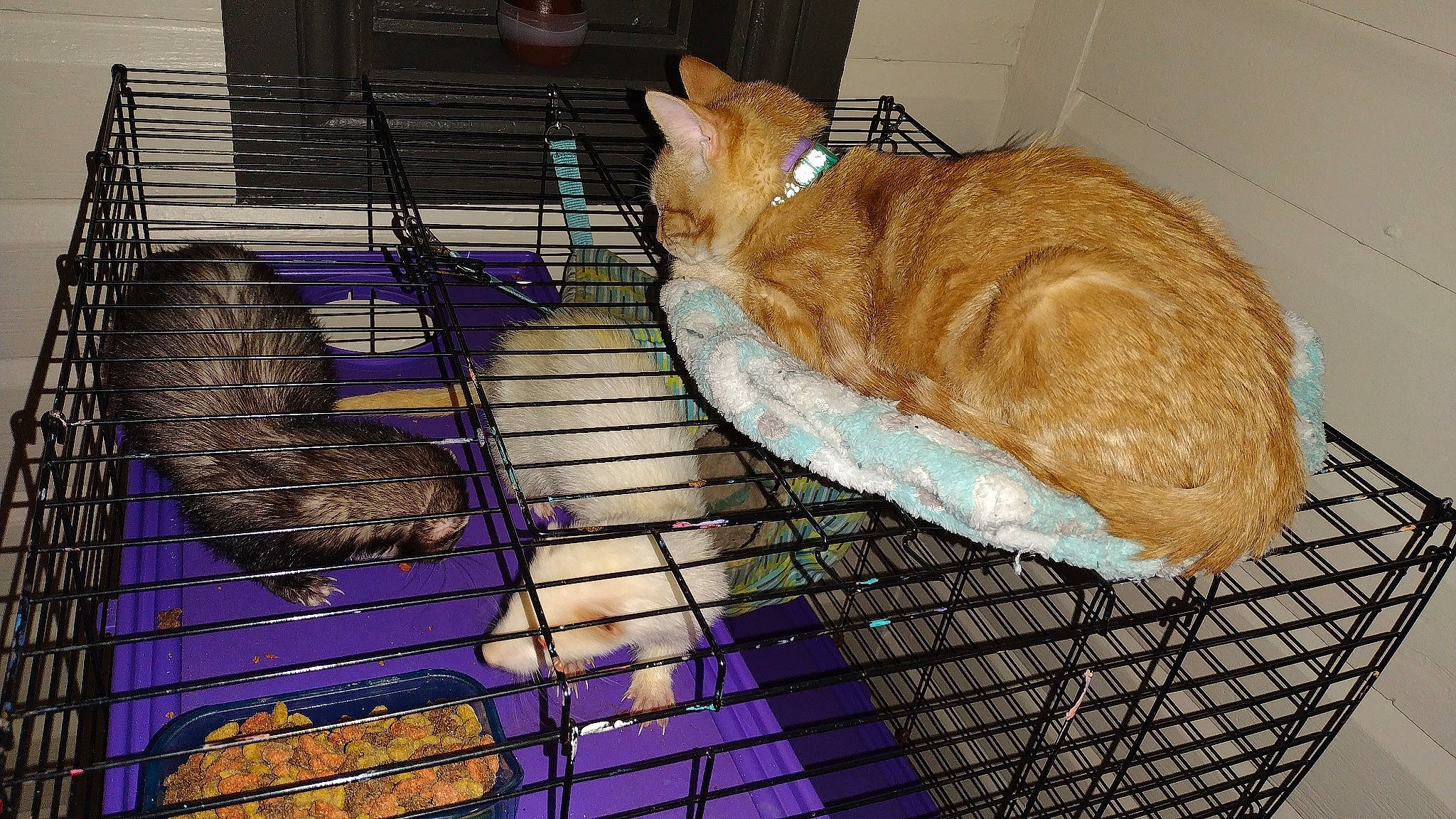 Butters joined the competition — help win amazing prizes! animal_shelter, cage, carnivore, cat, cat_supply, comfort, domestic_short_haired_cat, fawn, felidae, flooring, fur, hardwood, kennel, mesh, pet_supply, small_to_medium_sized_cats, snout, tail, whiskers, wood