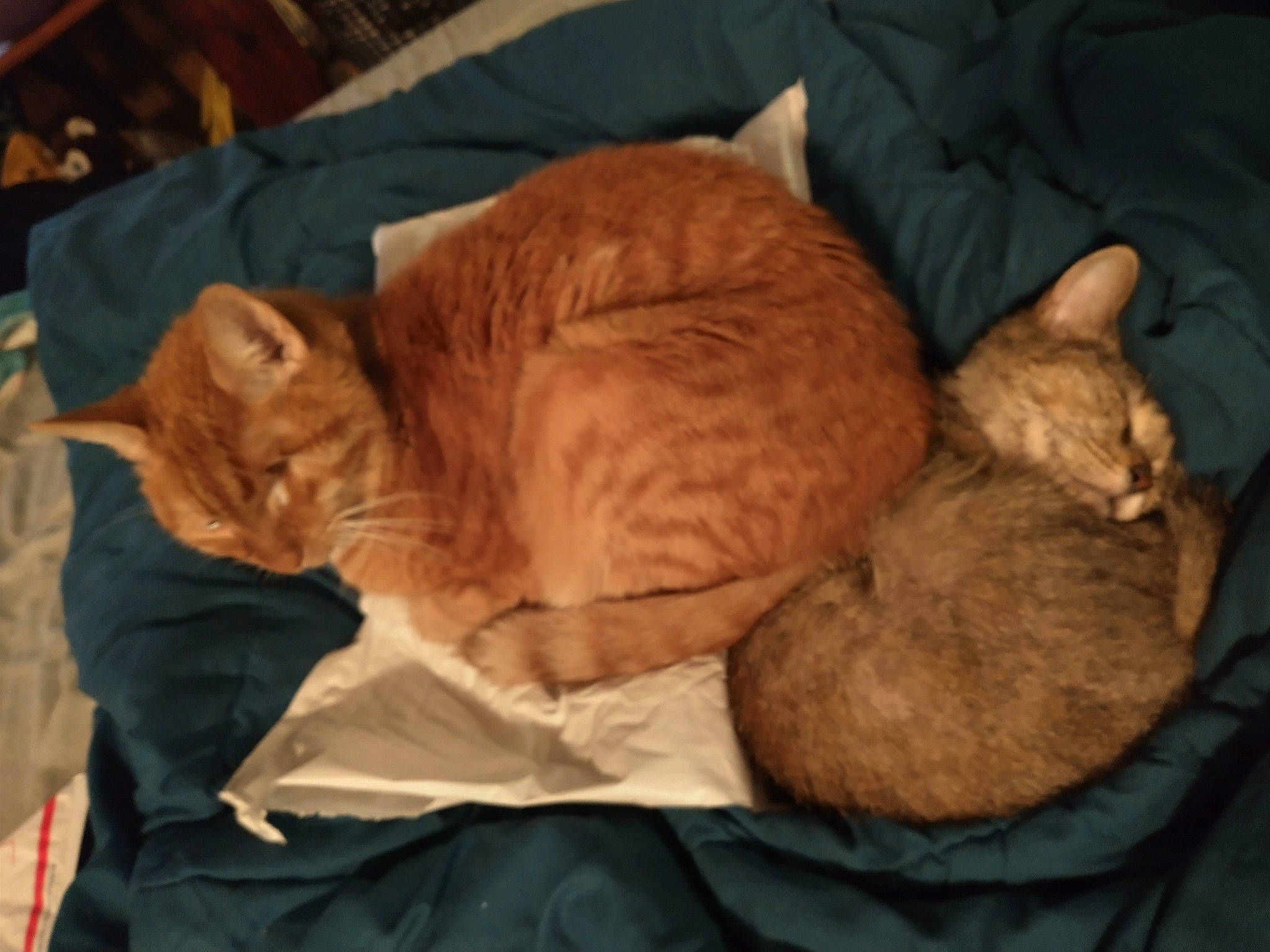 Peter joined the competition — help win amazing prizes! bed, carnivore, cat, cat_bed, cat_supply, comfort, domestic_short_haired_cat, fawn, felidae, fur, linens, mammal, nap, paw, sleep, small_to_medium_sized_cats, snout, tail, whiskers, wood