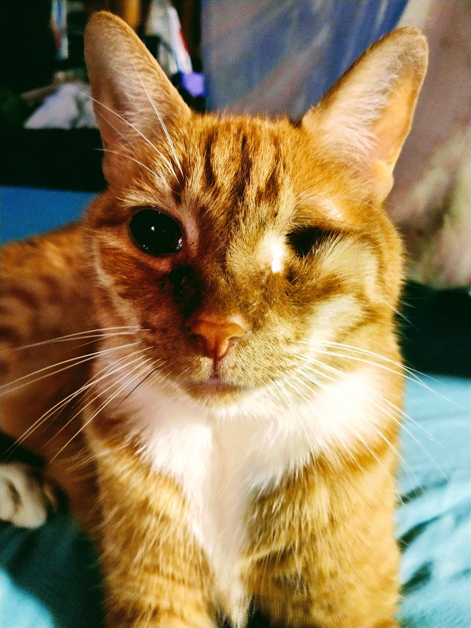 Peter joined the competition — help win amazing prizes! carnivore, cat, claw, close_up, domestic_short_haired_cat, eye, fawn, felidae, fur, grass, paw, small_to_medium_sized_cats, snout, tail, terrestrial_animal, tree, whiskers, wildlife, window