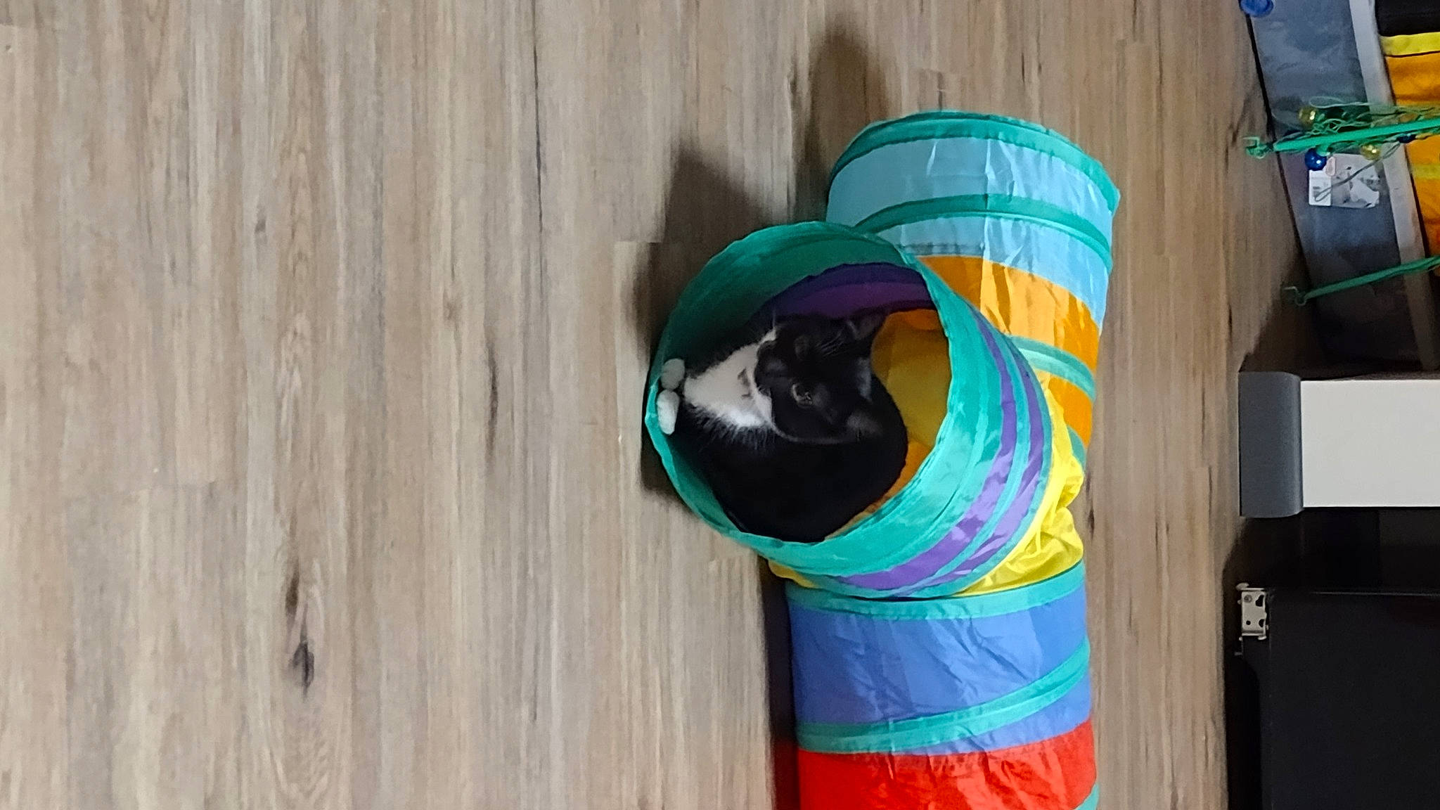 Panda is registered to the contest to win money with this photo: art, electric_blue, eyewear, felidae, fur, goggles, hardwood, headgear, linens, magenta, pattern, personal_protective_equipment, plywood, small_to_medium_sized_cats, sunglasses, tail, visual_arts, whiskers, wood, wood_stain