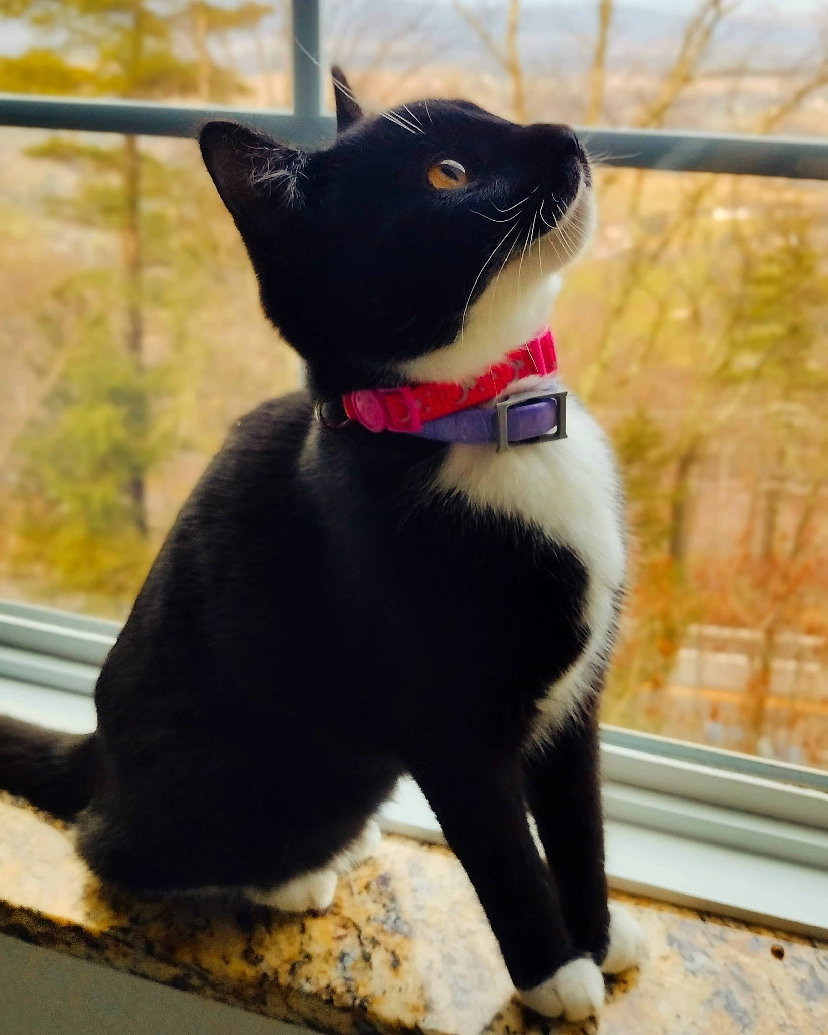 Panda joined the competition — help win amazing prizes! black_cat, carnivore, cat, collar, domestic_short_haired_cat, felidae, formal_wear, fur, grass, paw, pet_supply, sitting, small_to_medium_sized_cats, snout, tail, terrestrial_animal, toy, whiskers, window, wood