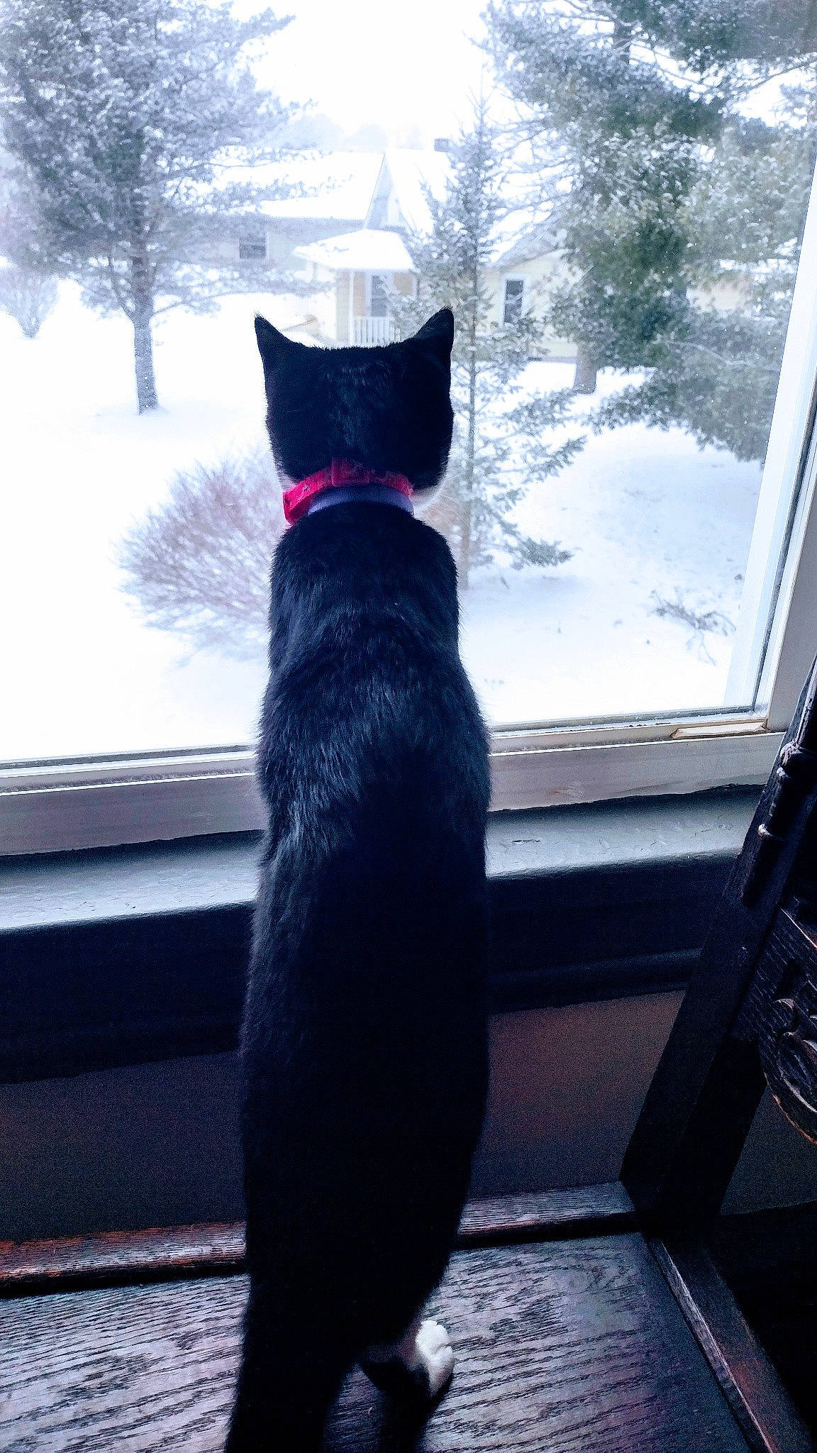 Panda is registered to the contest to win money with this photo: black_cat, carnivore, cat, collar, domestic_short_haired_cat, electric_blue, felidae, fur, glass, plant, small_to_medium_sized_cats, snout, snow, sporting_group, tail, tints_and_shades, tree, whiskers, window, winter