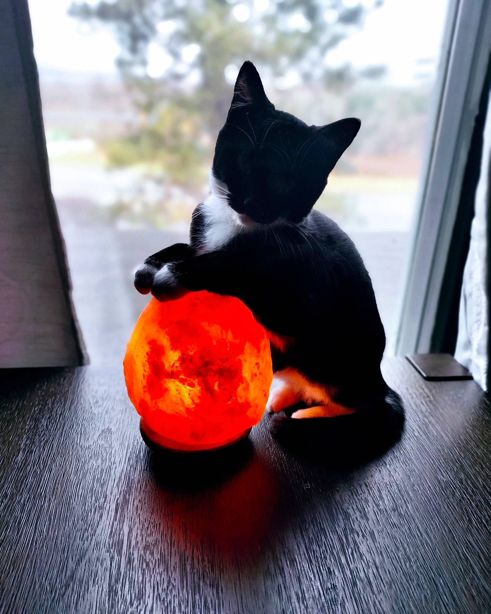 Panda is registered to the contest to win money with this photo: black_cat, bowl, calabaza, carmine, carnivore, cat, citrus, curtain, felidae, ingredient, orange, pumpkin, small_to_medium_sized_cats, table, tail, vegetable, whiskers, window, wood
