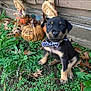 puppy, dog, bow_tie, grass, leaves, pumpkin, scarecrow, autumn, fall, outdoor, cute, pet, animal, black_and_tan, small, sitting, decorations, nature, holiday, festive