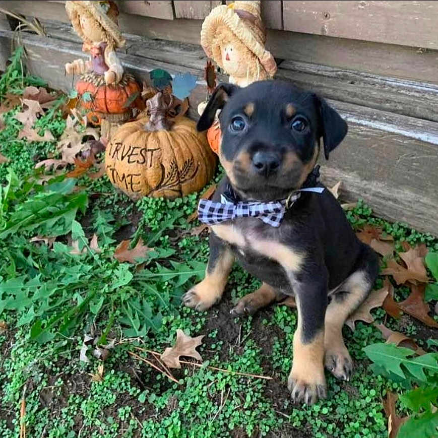 Blue joined the competition — help win amazing prizes! animal, autumn, black_and_tan, bow_tie, cute, decorations, dog, fall, festive, grass, holiday, leaves, nature, outdoor, pet, pumpkin, puppy, scarecrow, sitting, small