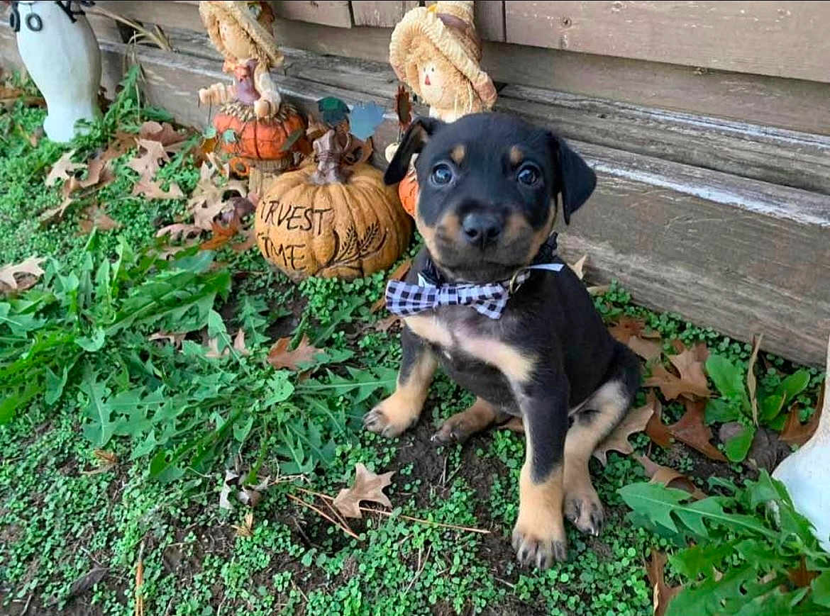 Blue joined the competition — help win amazing prizes! puppy, dog, bow_tie, grass, leaves, pumpkin, scarecrow, autumn, fall, outdoor, cute, pet, animal, black_and_tan, small, sitting, decorations, nature, holiday, festive