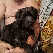 Maya a rejoint le concours — aidez-le/la à gagner de superbes lots ! man, dog, indoor, shirtless, holding, pet, furniture, blanket, patterned, arm, hand, floor, tile, goatee, close_up, seated, domestic, animal, companion, casual