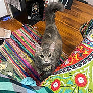 Pacific joined the competition — help win amazing prizes! cat, collar, colorful, colorful_rug, cozy_room, curious, cute, decorations, domestic_cat, floor, fluffy, furniture, gray_cat, home_interior, indoor, looking_up, patterned_bedding, pet, playful, wooden_floor