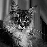 Kira participe au concours pour gagner de l'argent avec cette photo : animal, black_and_white, cat, close_up, cute, domestic_animal, ears, eyes, face, feline, focused, fur, indoor, long_hair, pet, portrait, relaxed, sitting, soft_light, whiskers