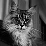 animal, black_and_white, cat, close_up, cute, domestic_animal, ears, eyes, face, feline, focused, fur, indoor, long_hair, pet, portrait, relaxed, sitting, soft_light, whiskers
