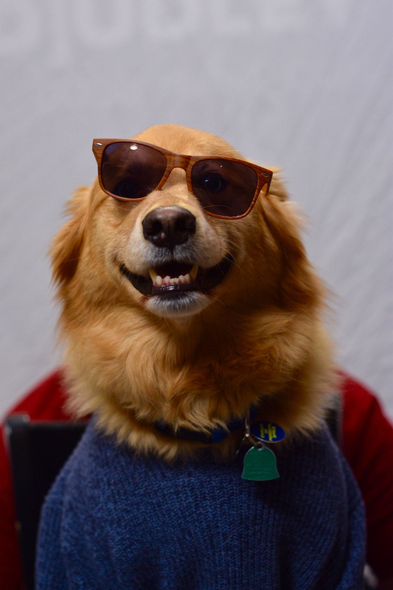 Dudley is registered to the contest to win money with this photo: carnivore, collar, companion_dog, dog, dog_breed, dog_collar, dog_supply, electric_blue, eyewear, fawn, fur, goggles, mammal, pet_supply, smile, snout, sporting_group, sunglasses, vision_care, whiskers