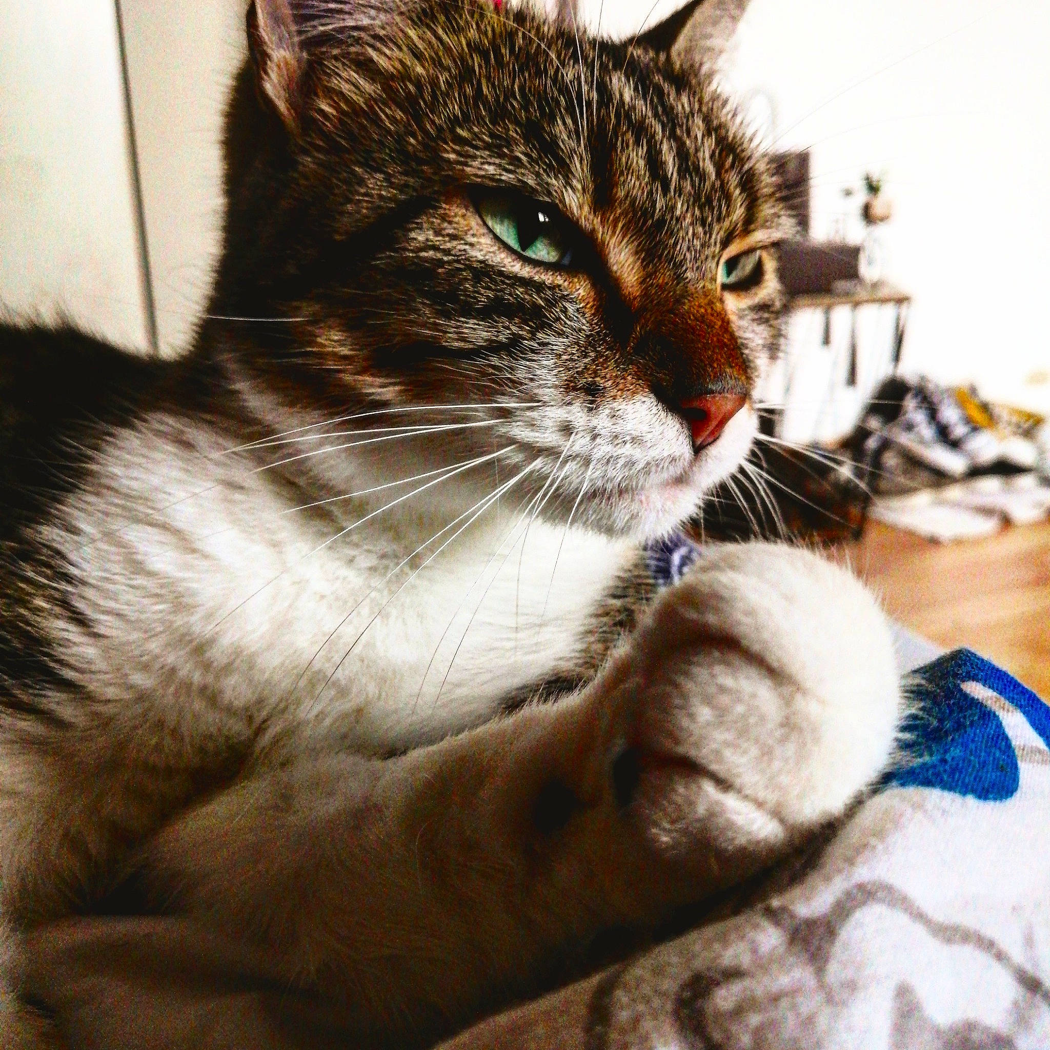 Cooky participe au concours pour gagner de l'argent avec cette photo : carnivore, cat, claw, collar, comfort, domestic_short_haired_cat, ear, fawn, felidae, fur, iris, leg, paw, sitting, small_to_medium_sized_cats, snout, tail, whiskers, wildlife, window