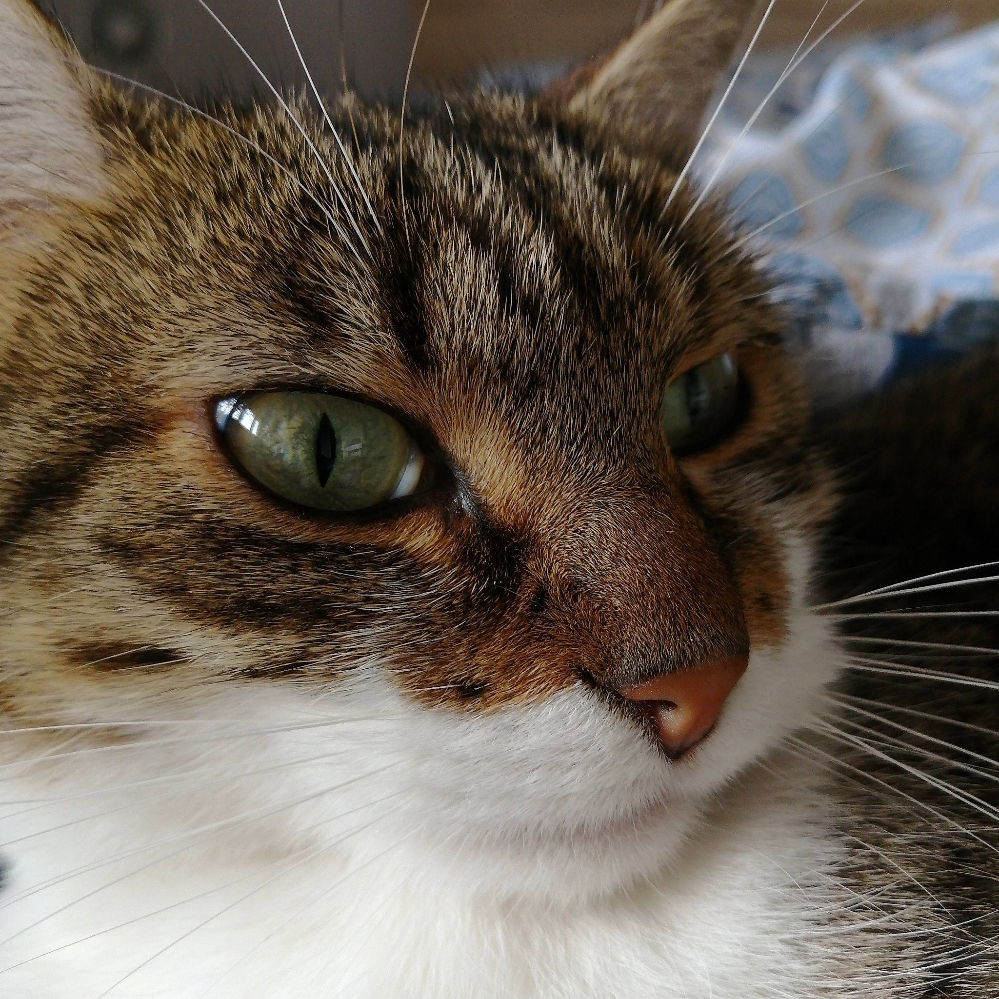 Cooky a rejoint le concours — aidez-le/la à gagner de superbes lots ! carnivore, cat, close_up, domestic_short_haired_cat, ear, event, felidae, fur, small_to_medium_sized_cats, snout, terrestrial_animal, whiskers, wildlife