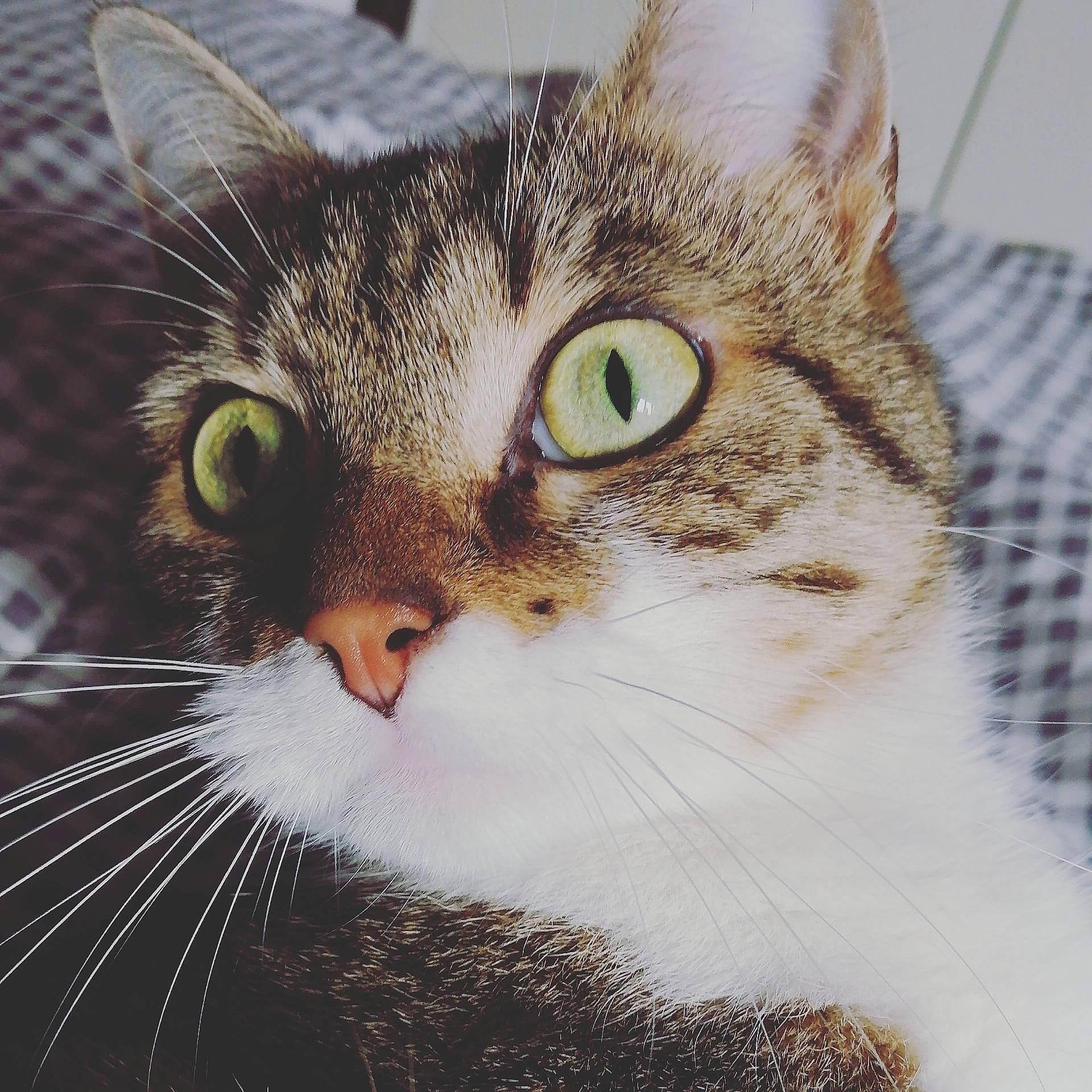 Cooky participe au concours pour gagner de l'argent avec cette photo : carnivore, cat, domestic_short_haired_cat, eye, felidae, fur, grass, head, iris, small_to_medium_sized_cats, snout, terrestrial_animal, tree, whiskers, wildlife, window