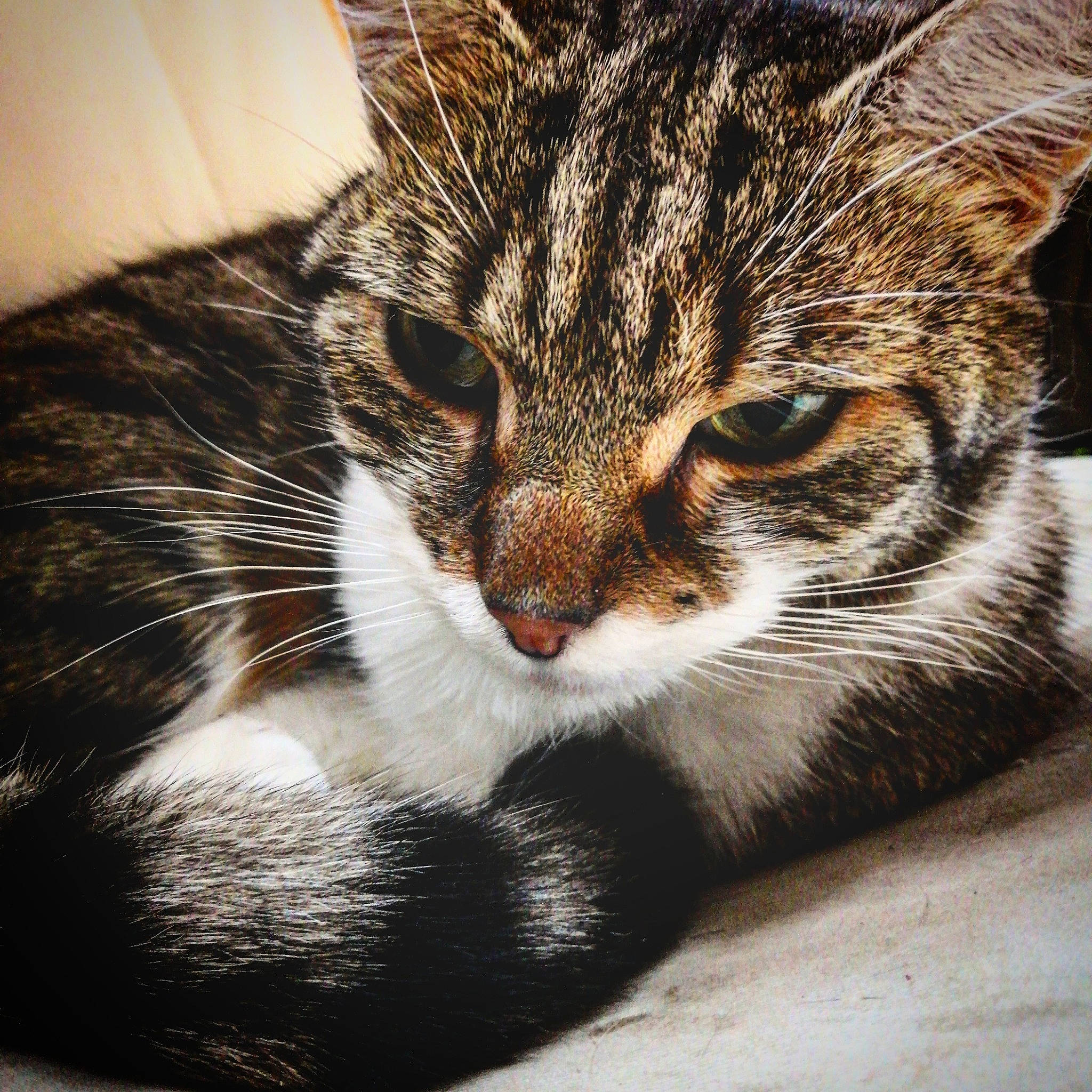 Cooky participe au concours pour gagner de l'argent avec cette photo : carnivore, cat, close_up, domestic_short_haired_cat, felidae, fur, paw, small_to_medium_sized_cats, snout, terrestrial_animal, whiskers, wildlife, window