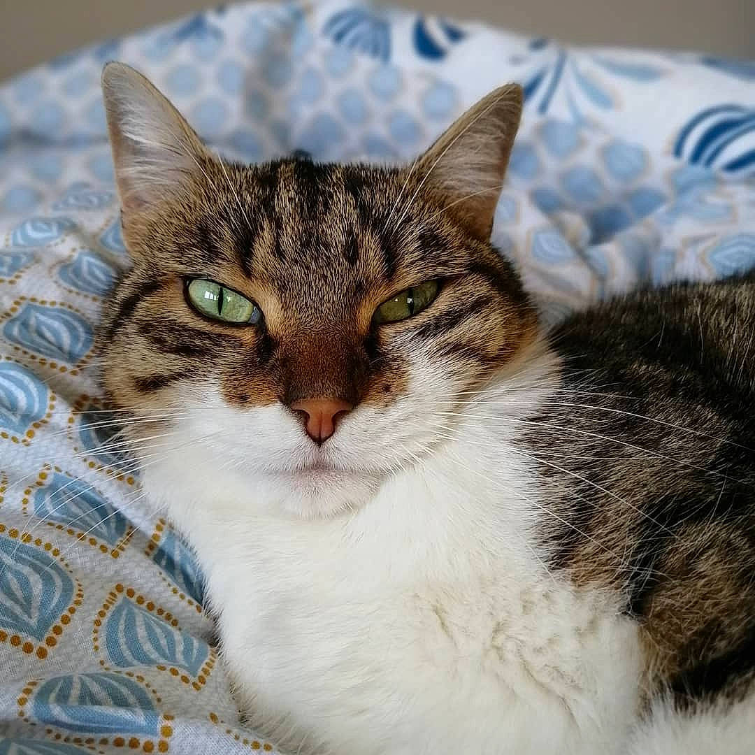 Cooky a rejoint le concours — aidez-le/la à gagner de superbes lots ! carnivore, cat, domestic_short_haired_cat, felidae, fur, paw, small_to_medium_sized_cats, snout, terrestrial_animal, whiskers, window