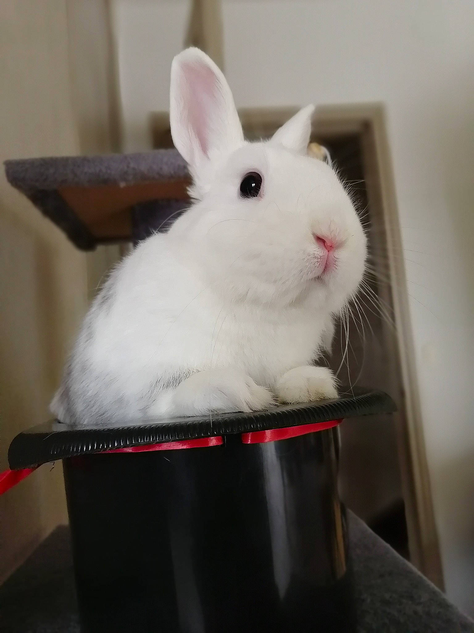 Lucky participe au concours pour gagner de l'argent avec cette photo : arctic_hare, domestic_rabbit, ear, event, fur, rabbit, rabbits_and_hares, science, snout, sports_equipment, terrestrial_animal, whiskers