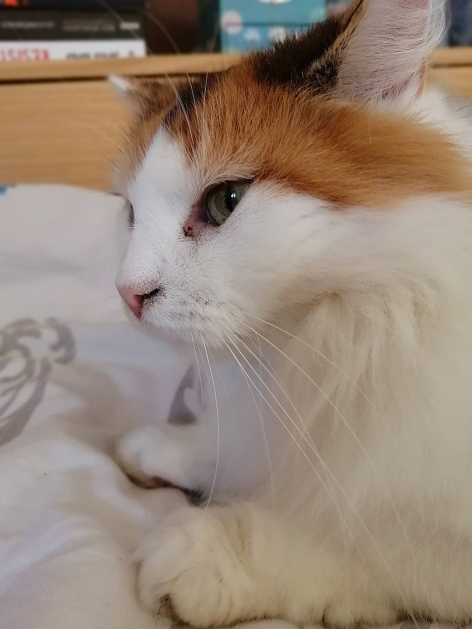 Cachou a rejoint le concours — aidez-le/la à gagner de superbes lots ! carnivore, cat, claw, comfort, domestic_short_haired_cat, eye, fang, fawn, felidae, foot, fur, paw, small_to_medium_sized_cats, snout, tail, terrestrial_animal, whiskers, window