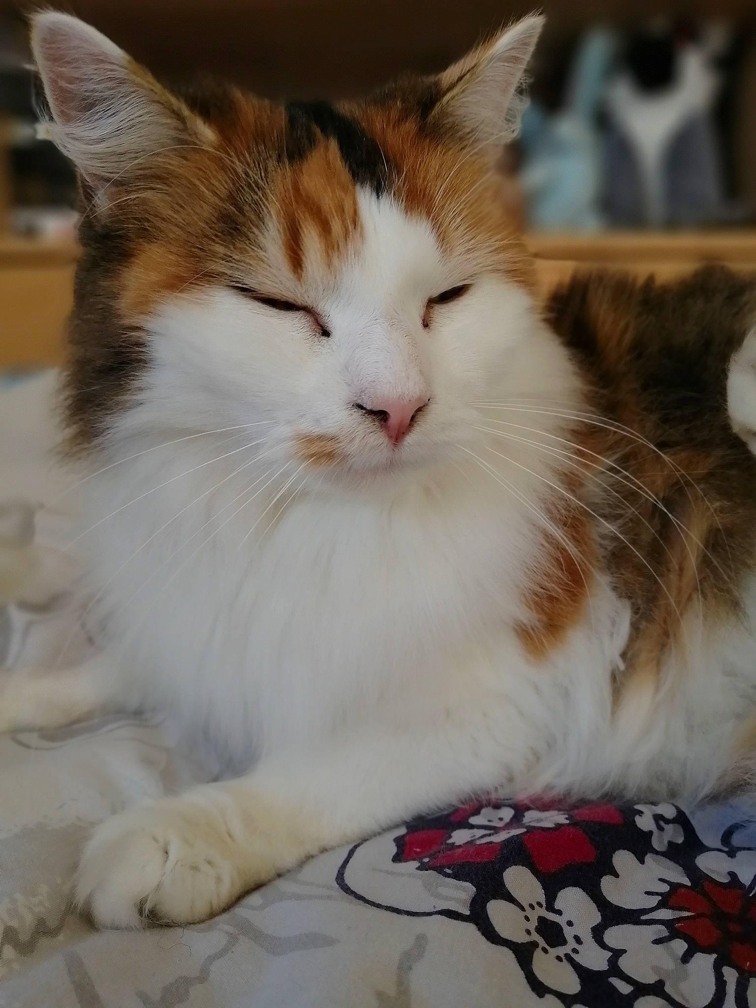 Cachou participe au concours pour gagner de l'argent avec cette photo : carnivore, cat, claw, comfort, domestic_short_haired_cat, fawn, felidae, foot, fur, paw, sitting, small_to_medium_sized_cats, snout, tail, tree, whiskers