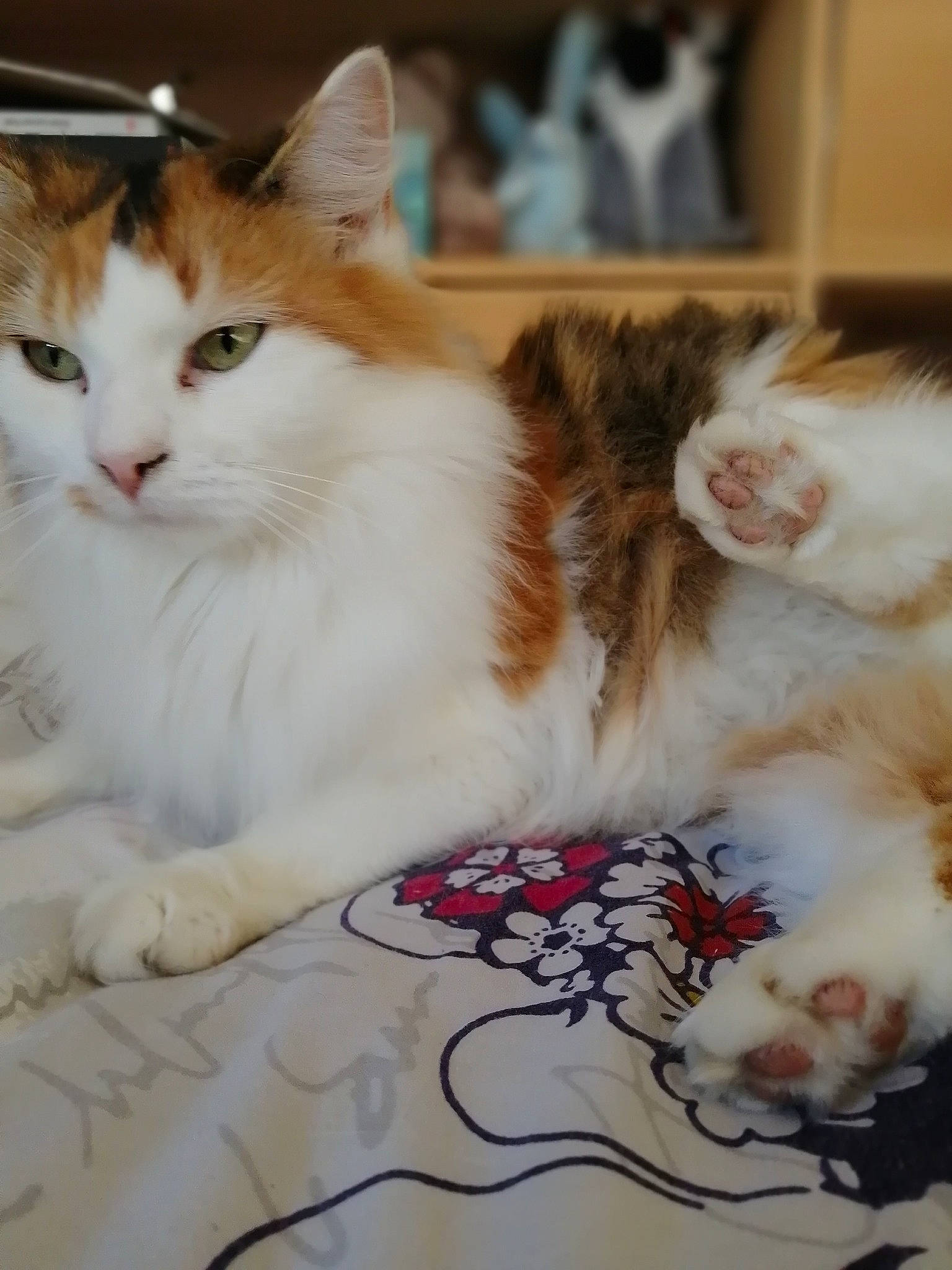 Cachou a rejoint le concours — aidez-le/la à gagner de superbes lots ! carnivore, cat, claw, comfort, domestic_short_haired_cat, fawn, felidae, flooring, foot, fur, paw, photo_caption, sitting, small_to_medium_sized_cats, snout, tail, whiskers, window